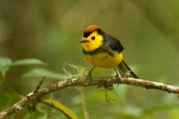 Lesnacek obojkovy - Myioborus torquatus - Collared Redstart Whitestart 8821